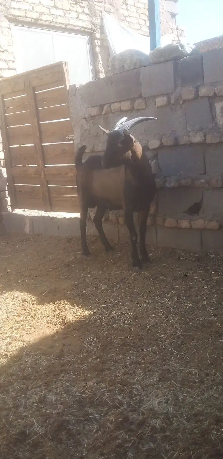 کره نر آلپاین|حیوانات مزرعه|یزد, |دیوار