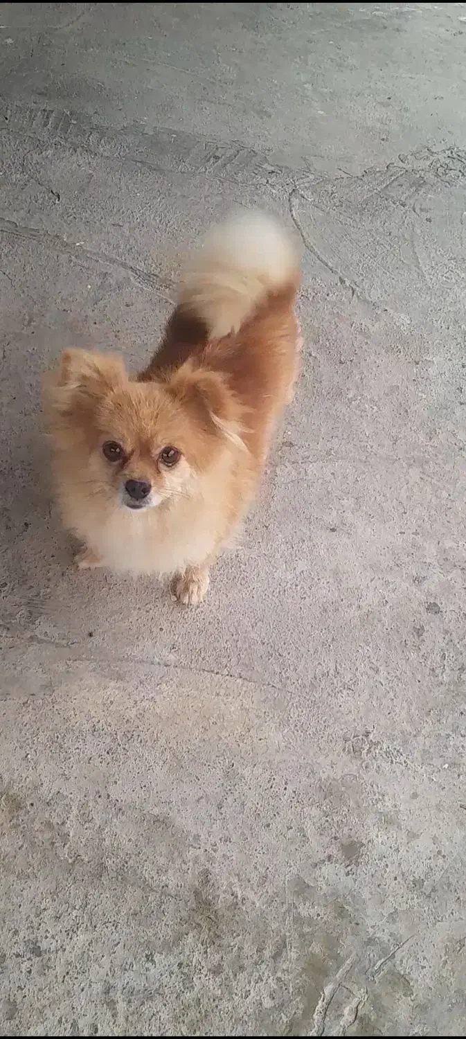 سگ پاکوتاه|سگ|گنبد کاووس, |دیوار