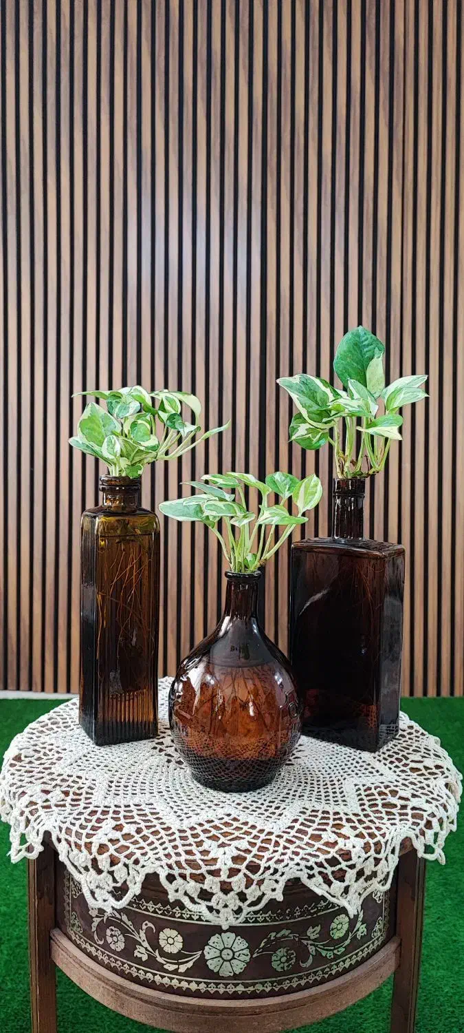 شیشه گل طبیعی،دیوار سبز، رومیزی،کافی شاپ و غیره|گل و گیاه طبیعی|مشهد, شهرک صنعتی توس|دیوار