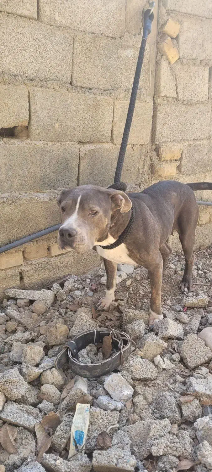 سگ پیتبول ماده ونر|سگ|ماهدشت, |دیوار