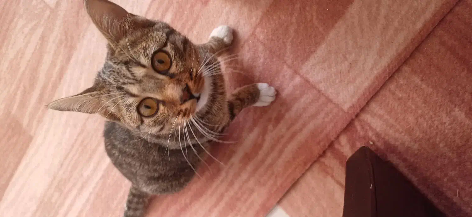 بچه گربه خانگی رایگان|گربه|محمدیه-قزوین, |دیوار