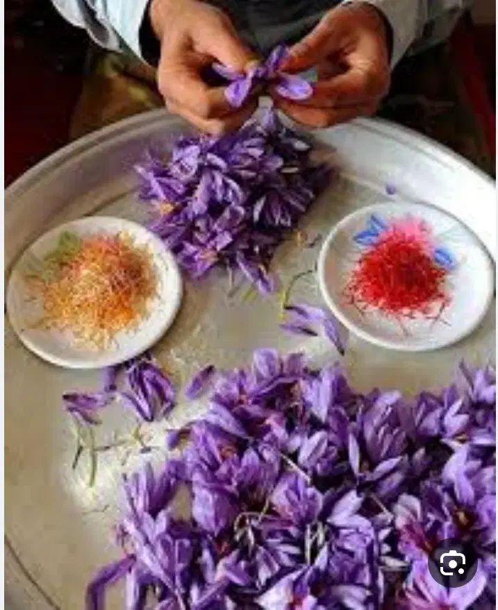 زعفران پاک کن|خدمات باغبانی و درختکاری|تربت‌حیدریه, طالقانی|دیوار