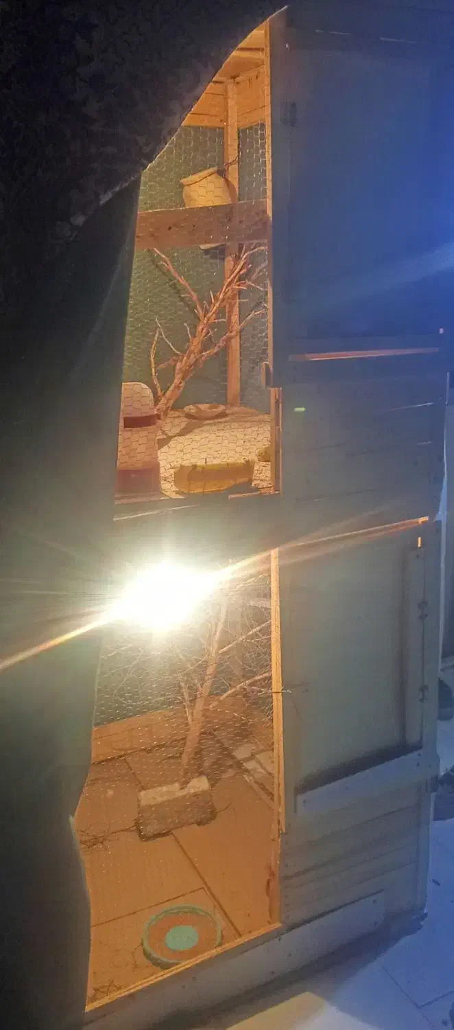 قفس با مرغ عشق|لوازم جانبی حیوانات|سراوان, |دیوار