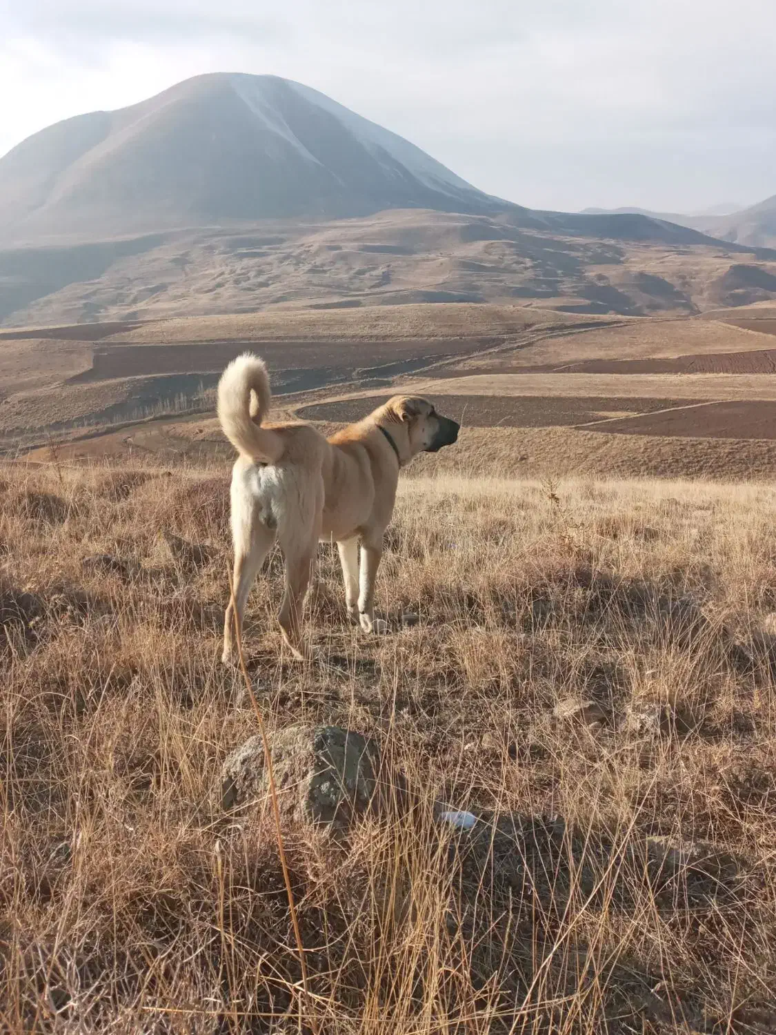 سگ.|سگ|مرند, |دیوار