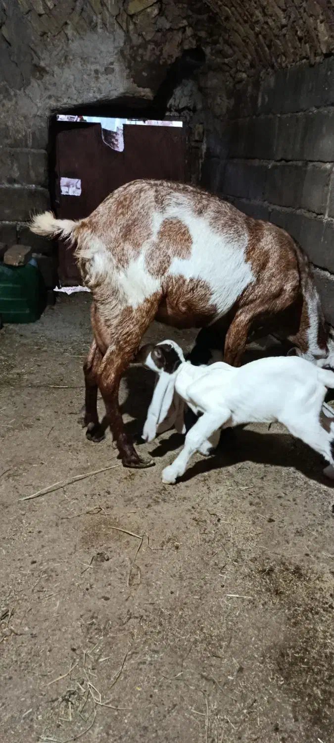 بز پاکستانی اصل|حیوانات مزرعه|کرمان, |دیوار