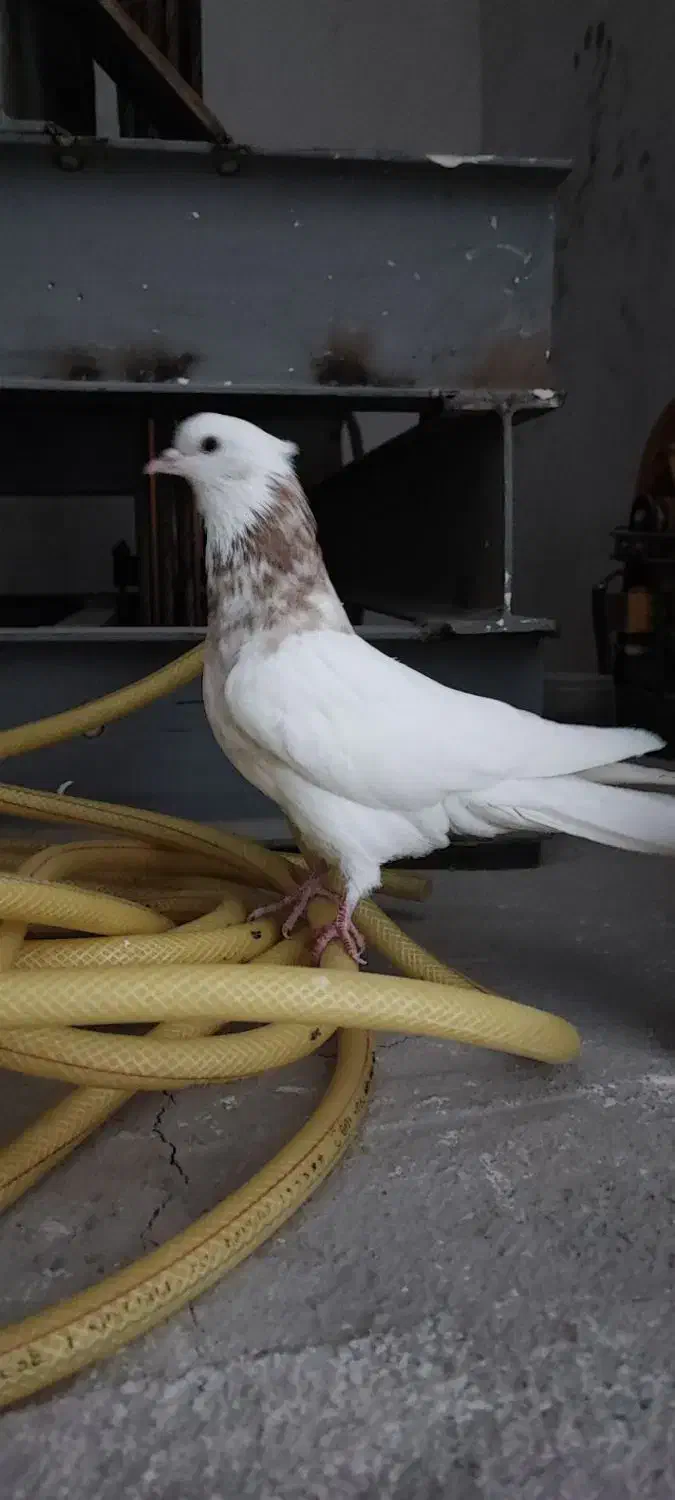 طوقی|پرنده|کرمانشاه, |دیوار