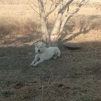 توله سگ|سگ|رزن, |دیوار