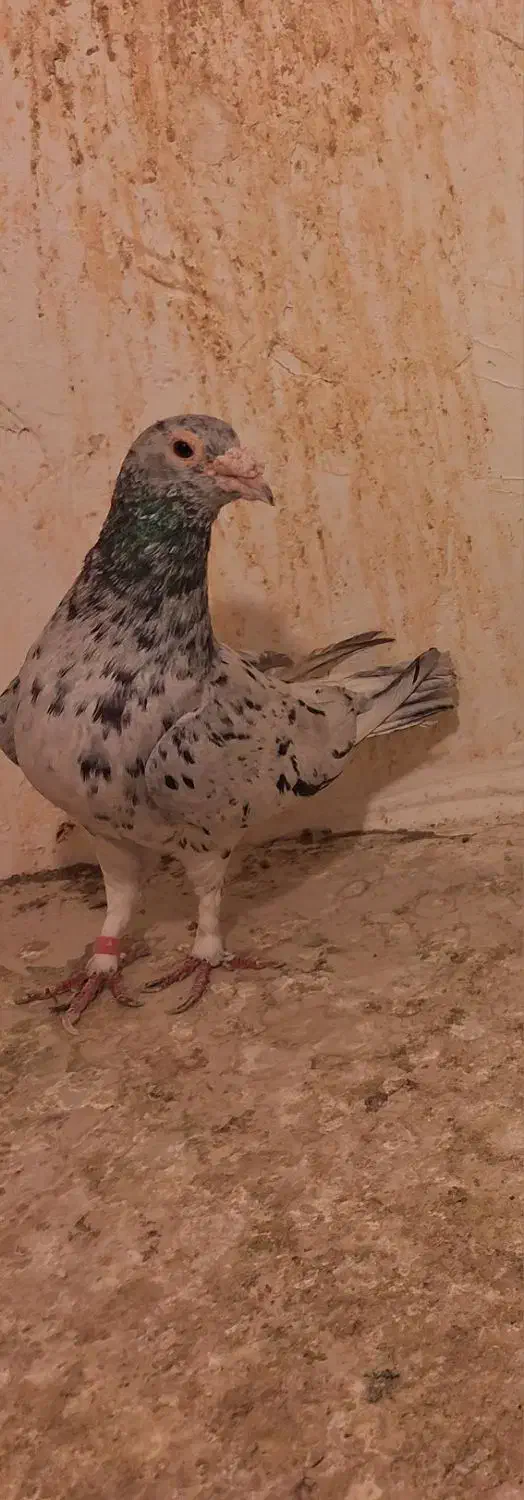 سار هفت رنگ نر|پرنده|مشهد, ادیب نیشابوری (شهرک غرب)|دیوار