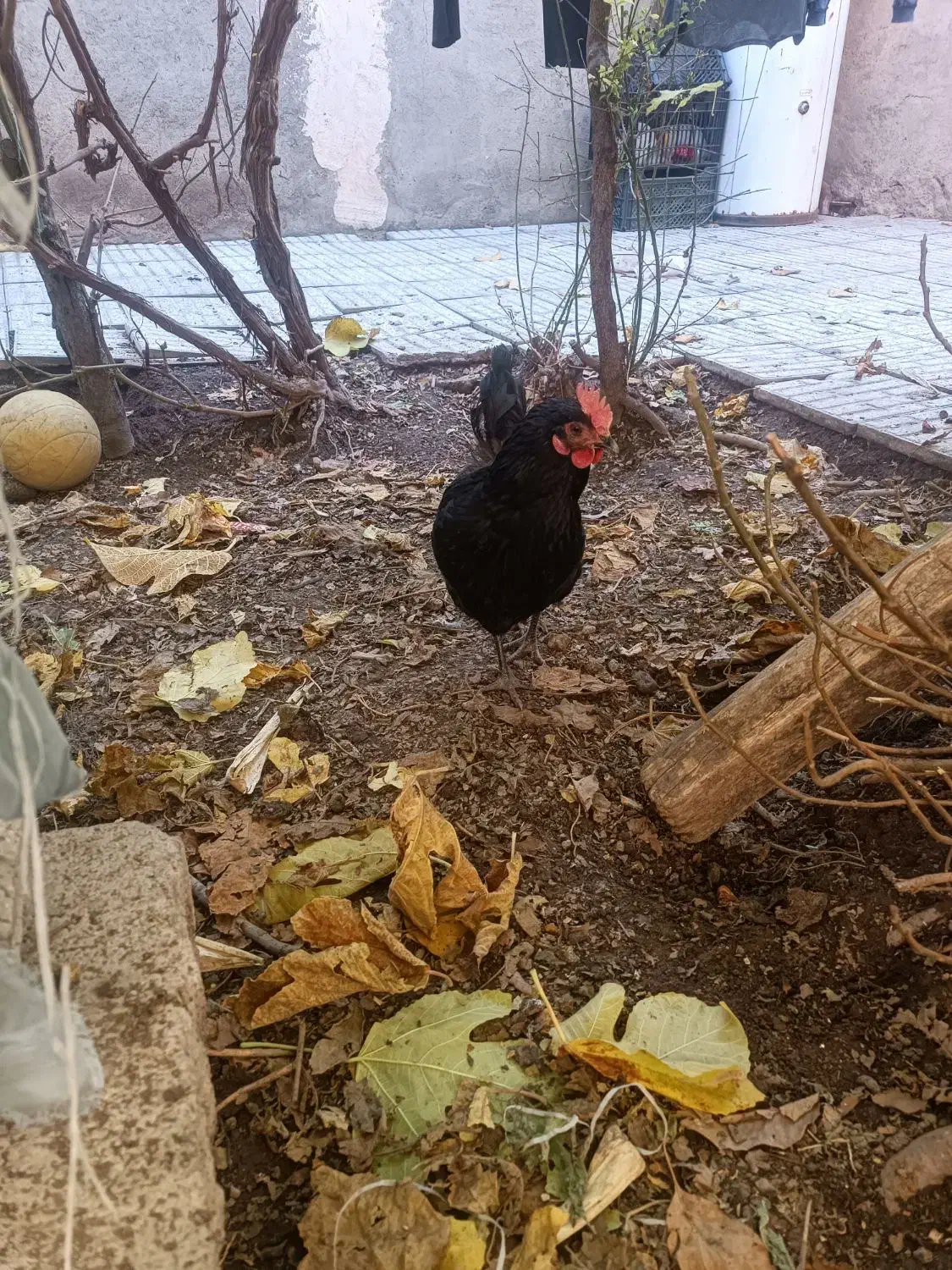 مرغ محلی|حیوانات مزرعه|اسکو, |دیوار