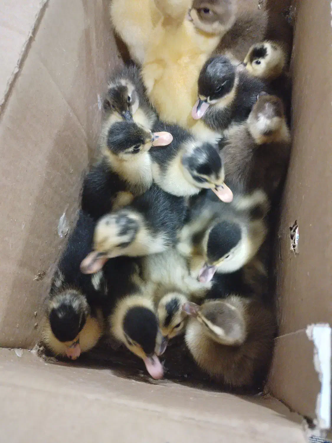 جوجه اردک محلی کرچ شو|حیوانات مزرعه|آستانه اشرفیه, |دیوار