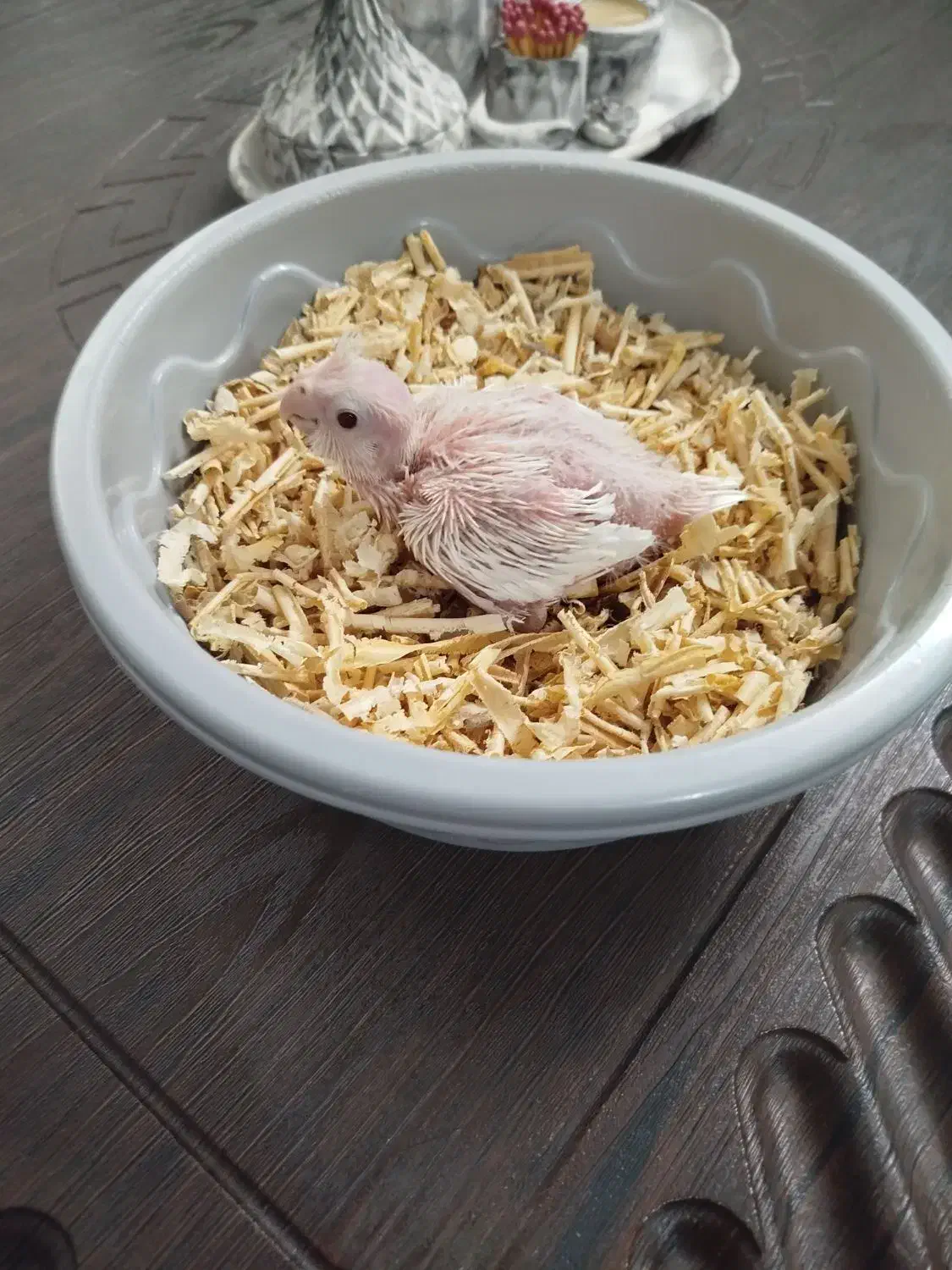 جوجه عروس هلندی آلبینو|پرنده|بجنورد, |دیوار