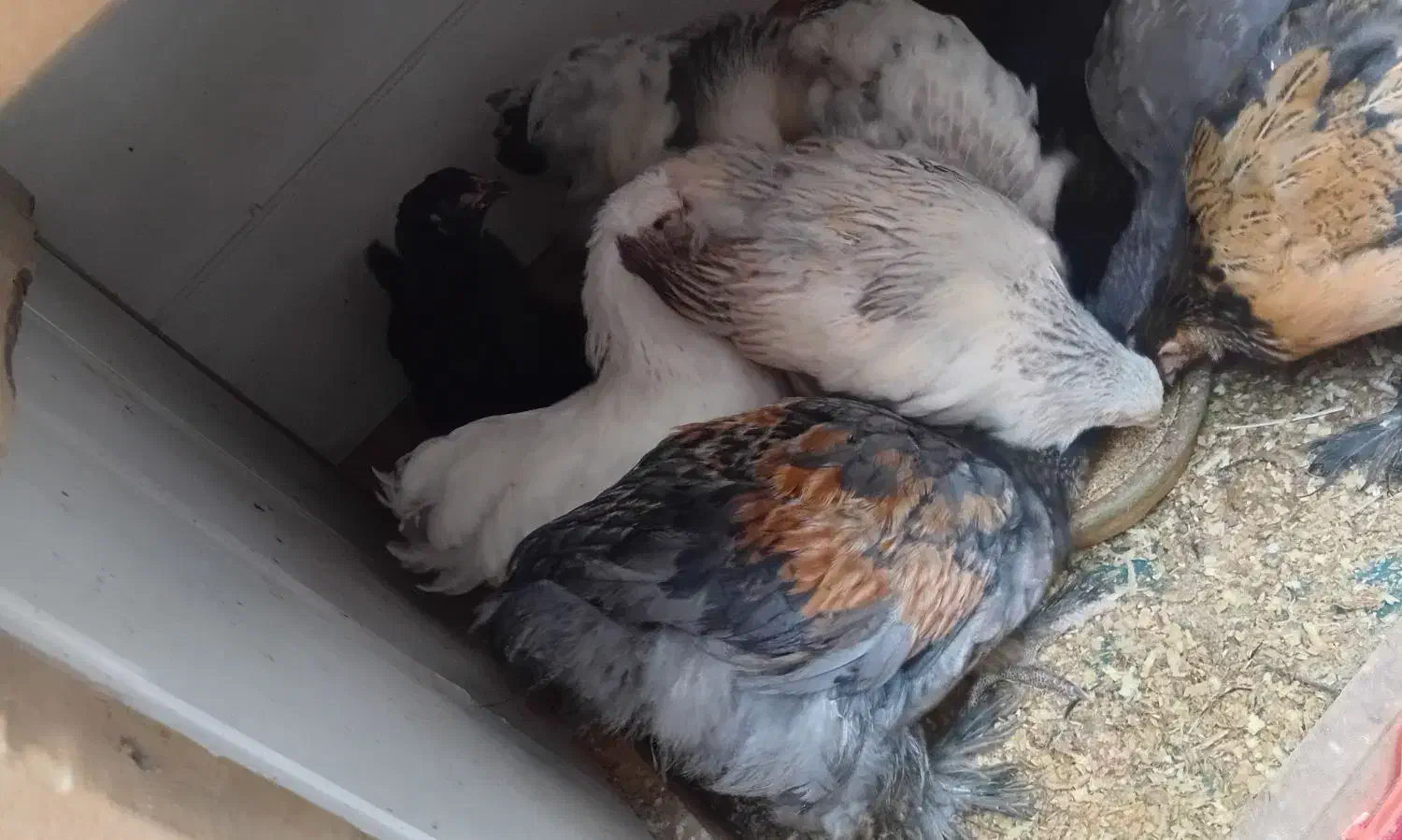 برهما|حیوانات مزرعه|رشت, پل تالشان|دیوار