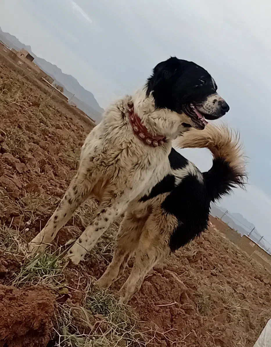 سگ،|سگ|تربتحیدریه, رجایی|دیوار