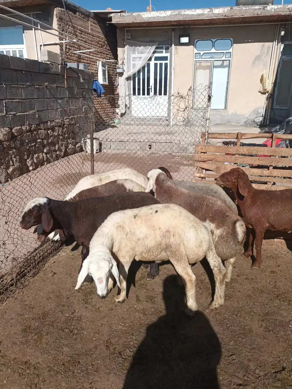 گوسفند|حیوانات مزرعه|هرسین, |دیوار