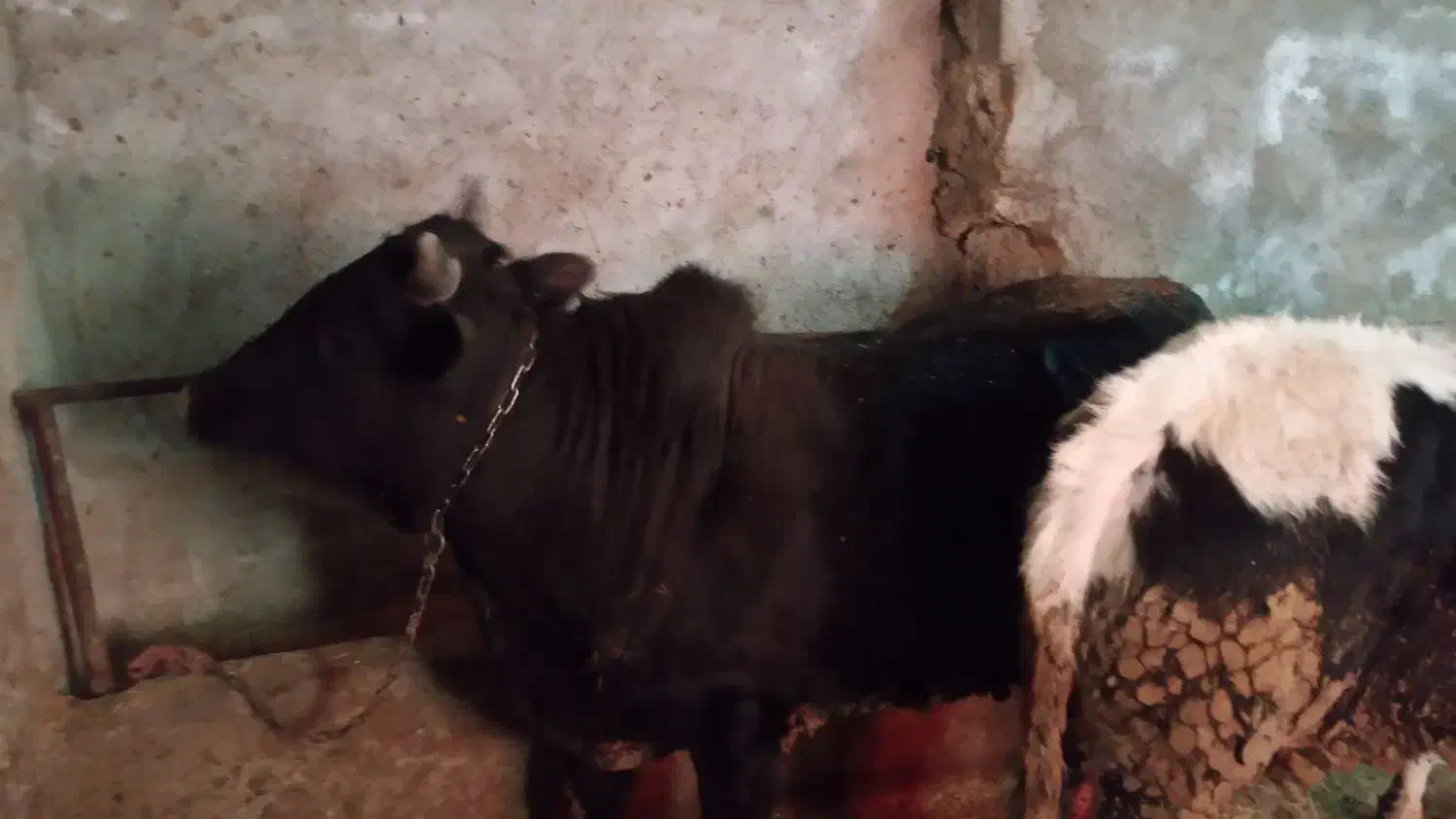 کارگر برای دامداری|استخدام سرایداری و نظافت|پل سفید, |دیوار