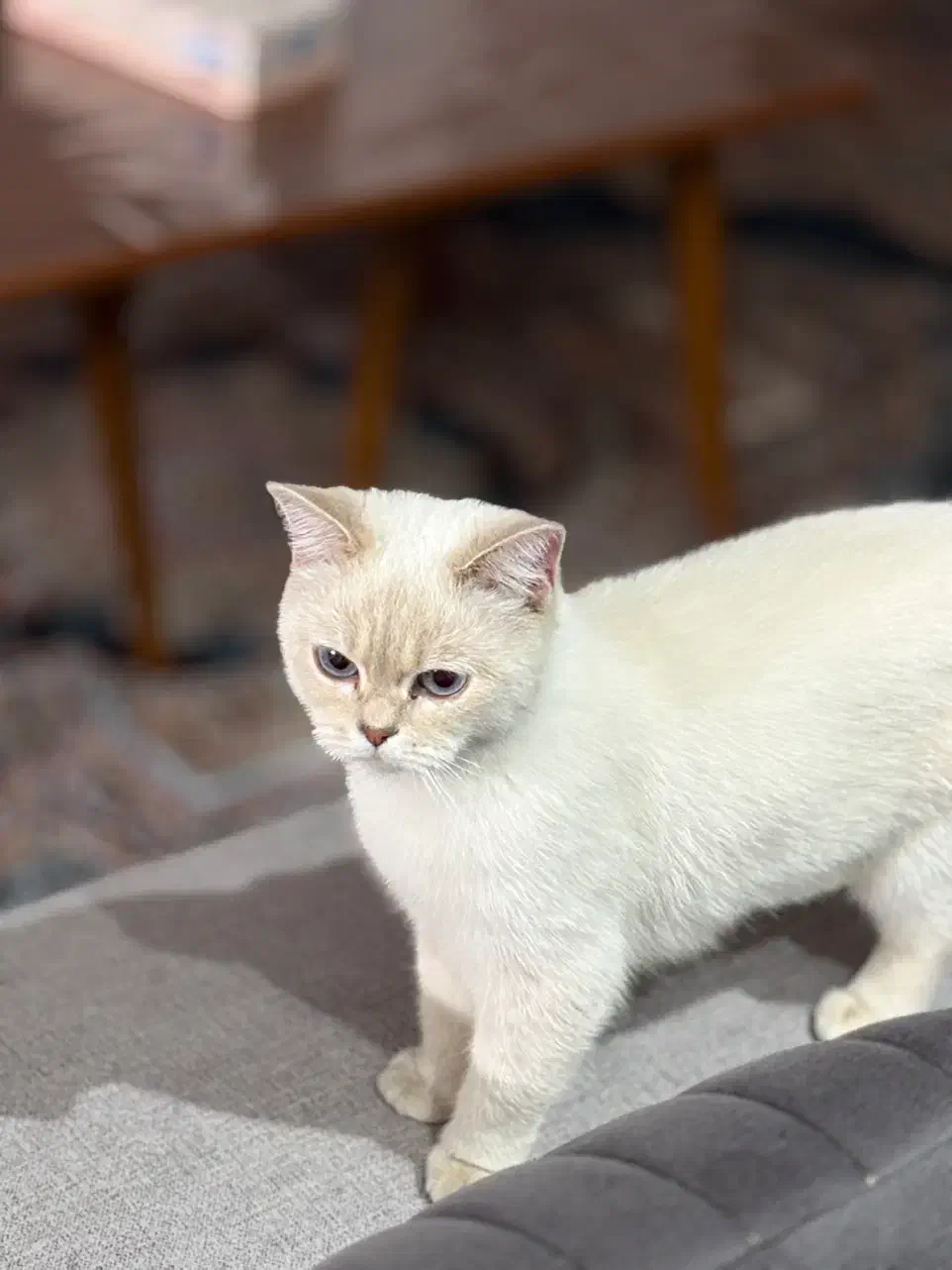 واگذاری گربه بریتیش|گربه|تهران, منیریه|دیوار