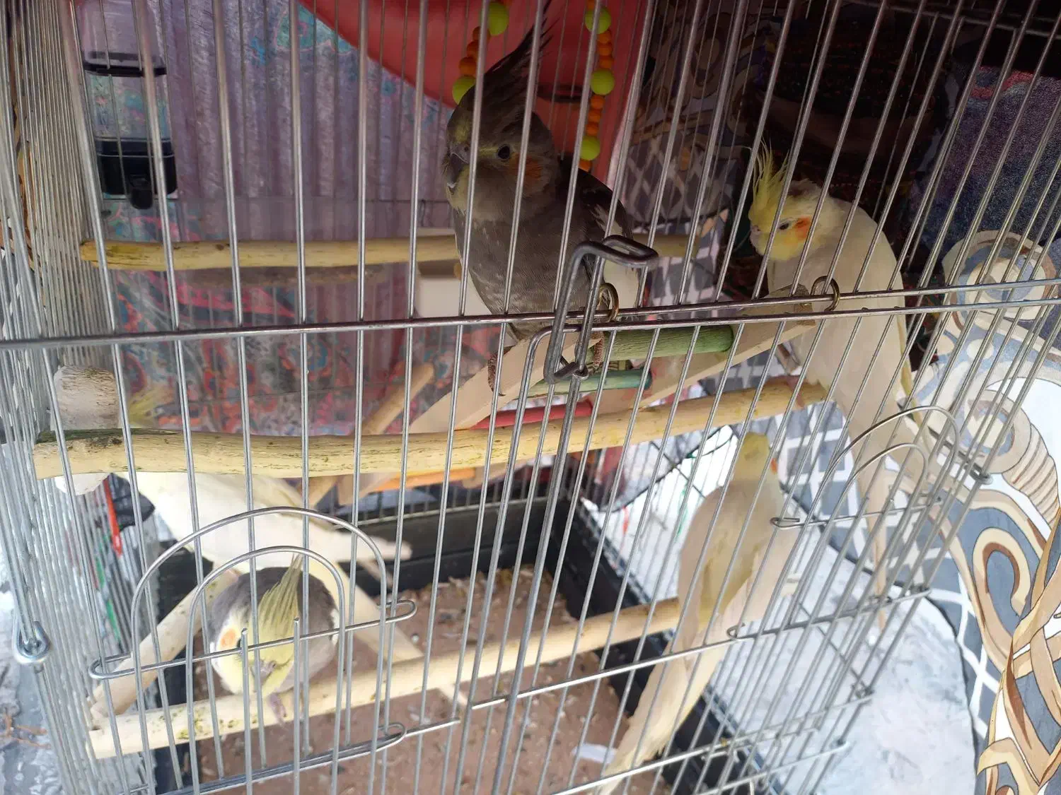 عروس هلندی|پرنده|زرندیه, |دیوار