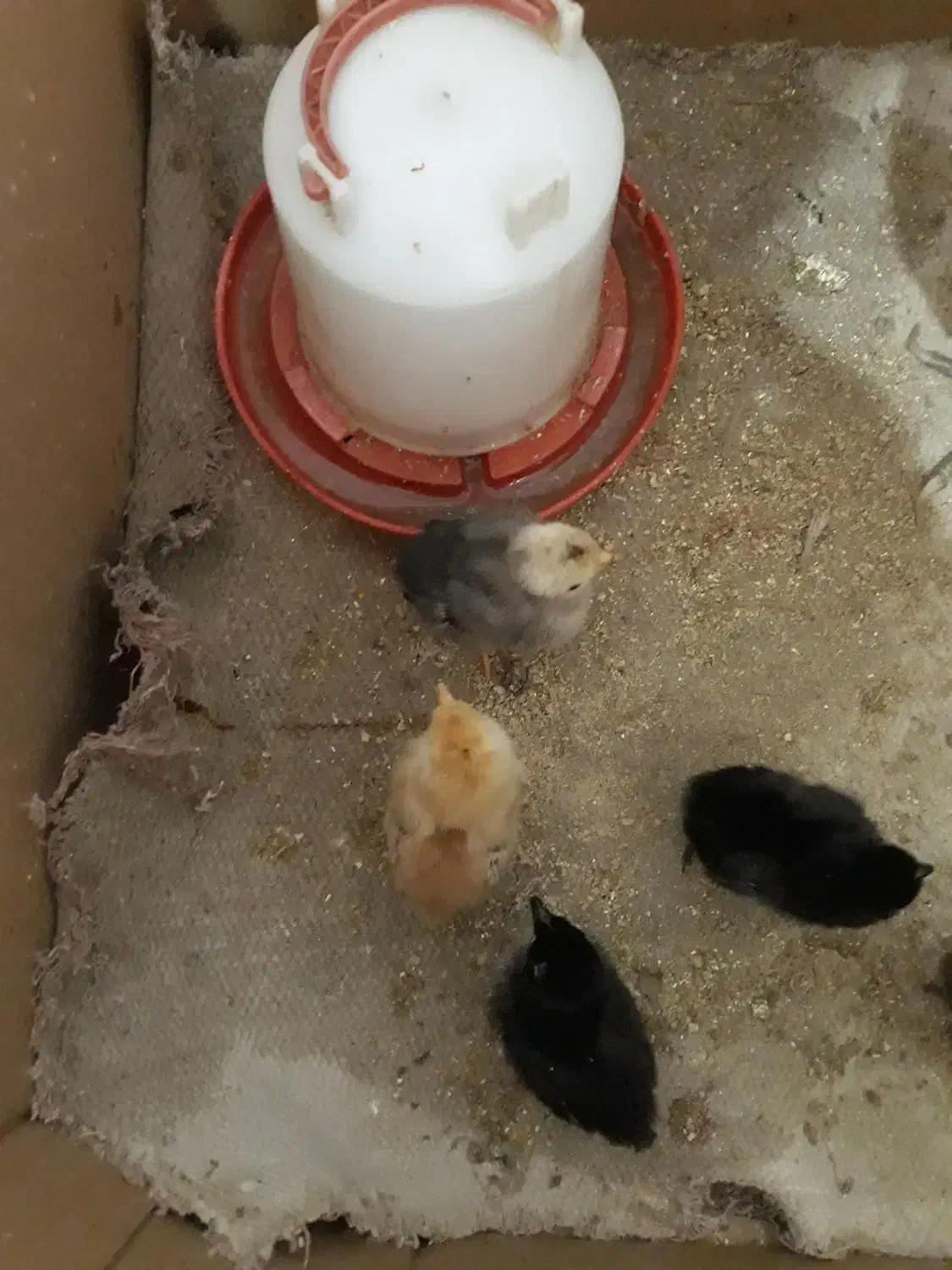 کرک|حیوانات مزرعه|خرمشهر, |دیوار