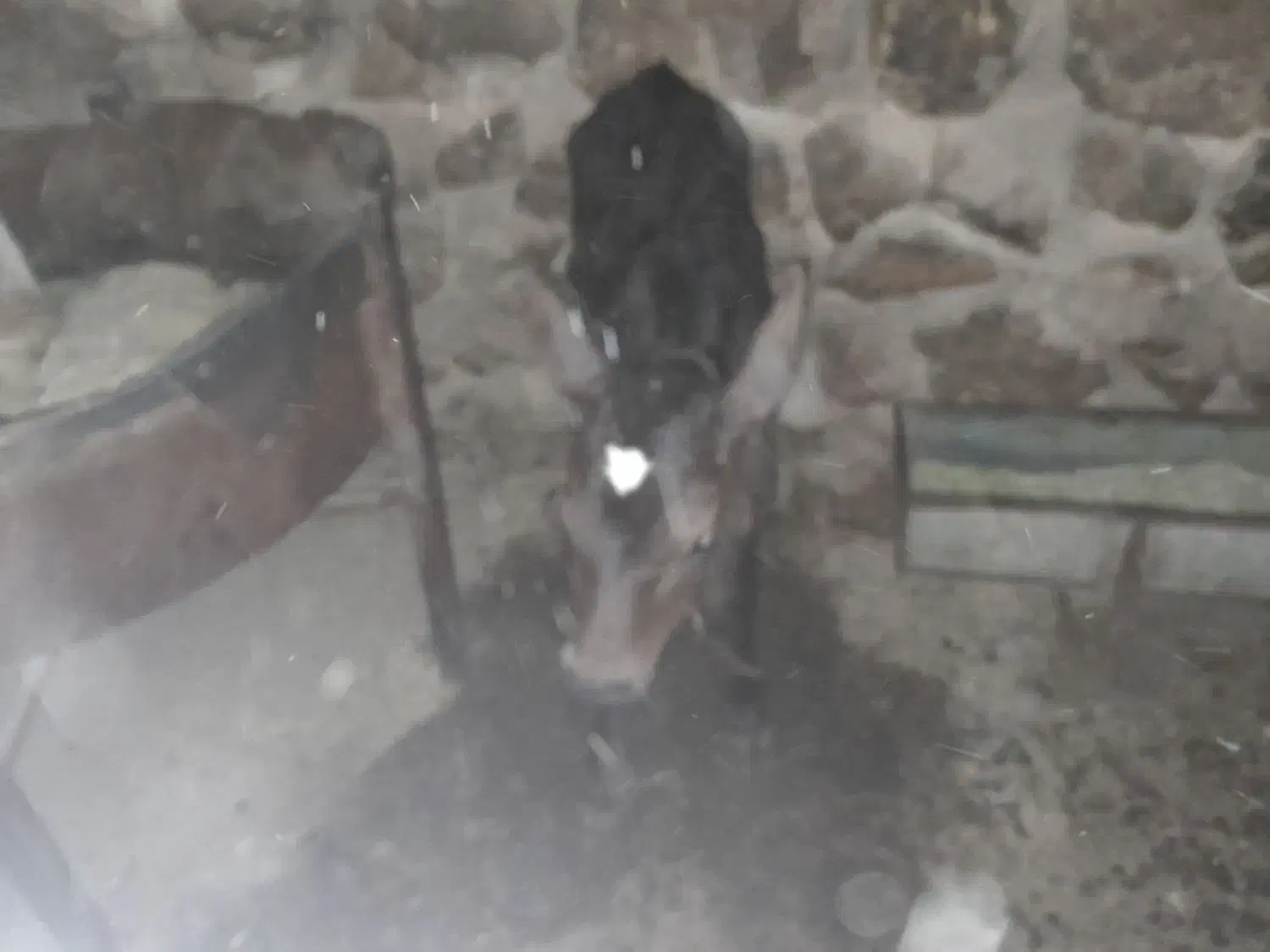 فروش هشت عدد ماده گاو درجه یک|حیوانات مزرعه|حسین آباد, |دیوار