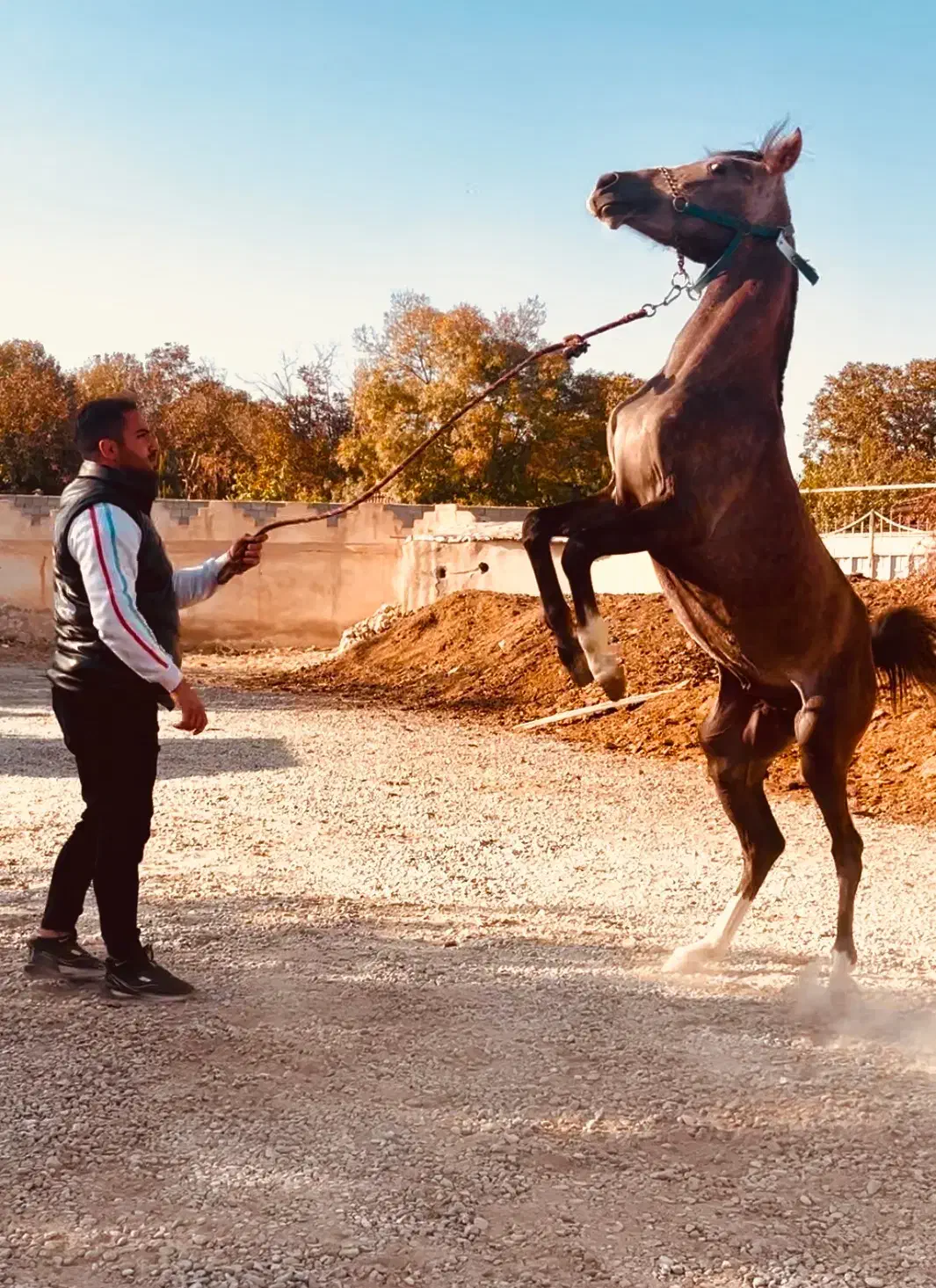 فروش اسب نریان|اسب و تجهیزات اسبسواری|شهریار, شهرک شاهد|دیوار