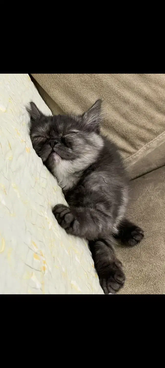 گربه خانگی|گربه|مهاباد (آذربایجان غربی), |دیوار