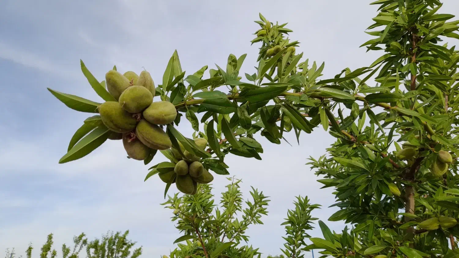 فروش باغ در خوش آب و هوا ترین منطقه جوشقان|فروش خانه و ویلا|میمه, |دیوار