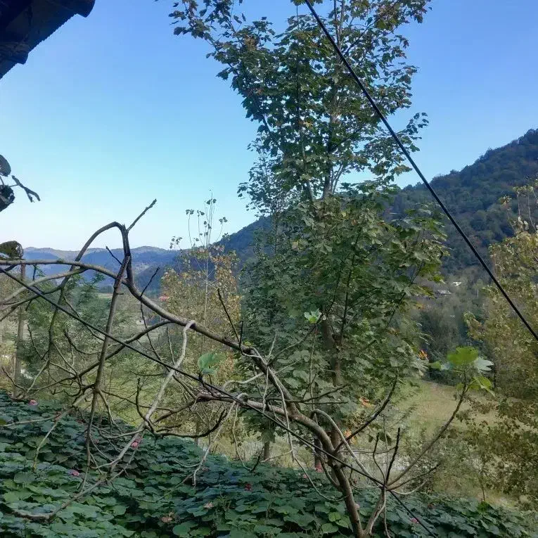 ویلای کوهستانی جنگلی|فروش خانه و ویلا|احمدسرگوراب, |دیوار