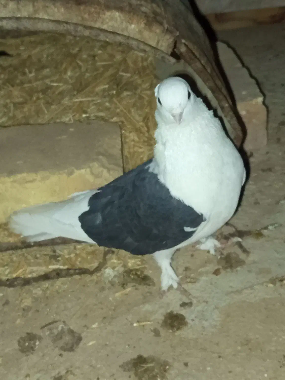 کفتر|پرنده|میبد, |دیوار