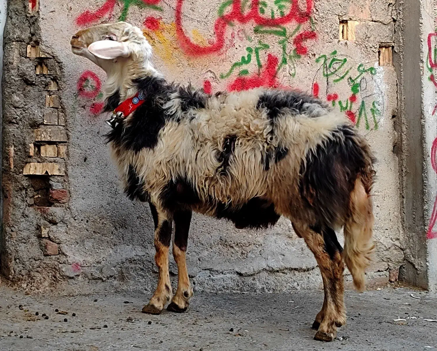 شیشک قوچ عتیقه|حیوانات مزرعه|بروجرد, |دیوار