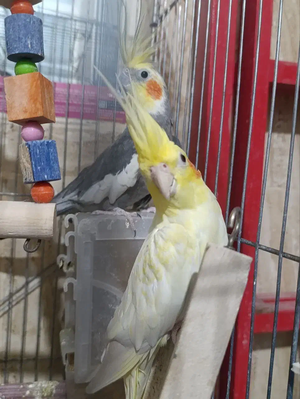 عروس هلندی|پرنده|ساوه, |دیوار