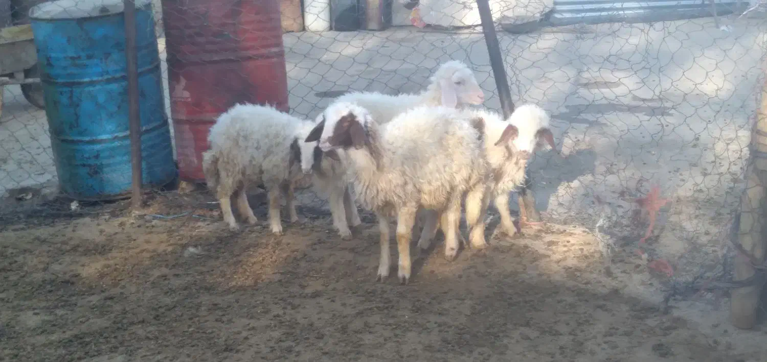 بره نر و ماده|حیوانات مزرعه|زاغه, |دیوار