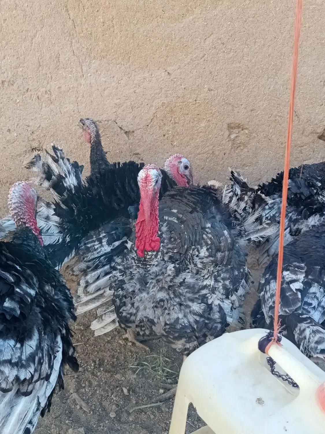 بوقلمون|حیوانات مزرعه|میلاجرد, |دیوار