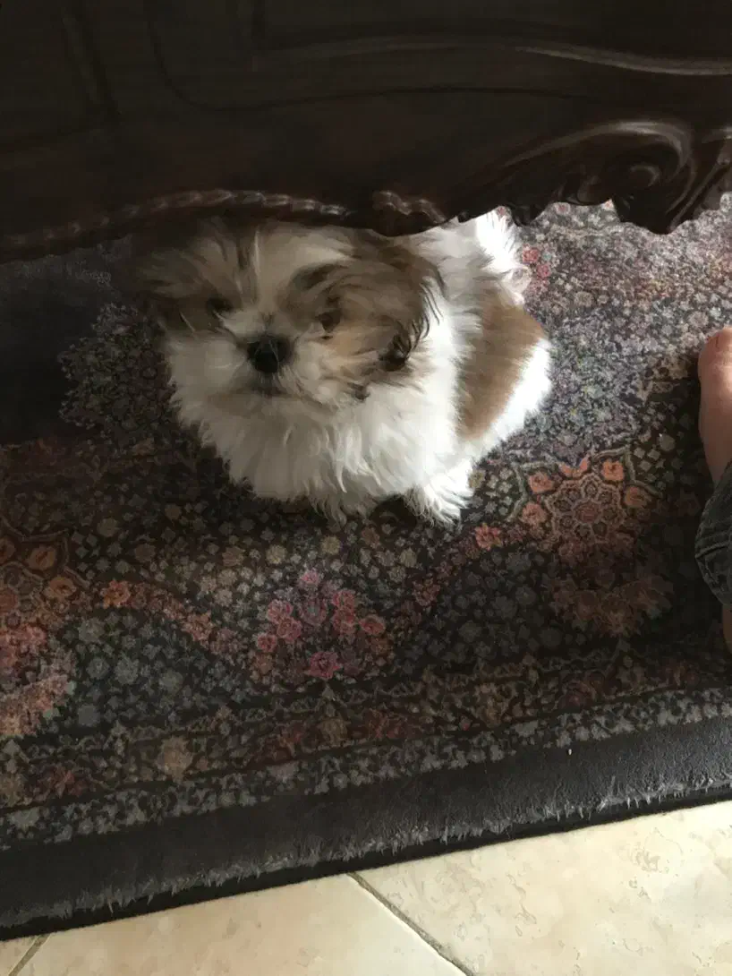 پودل کراس  عروسکی فوری|سگ|اندیشه, اندیشه فاز ۱|دیوار