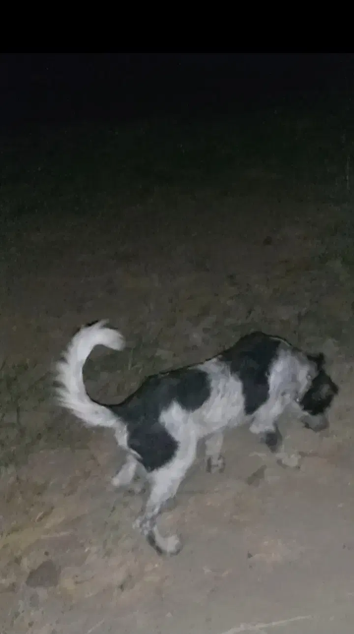 توله قهدریجانی|سگ|قزوین, |دیوار