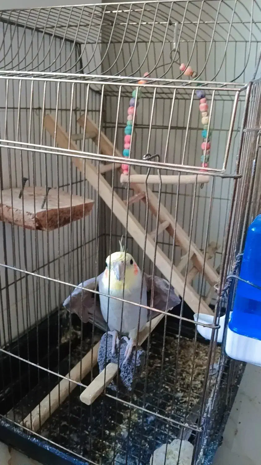 عروس هلندی|پرنده|کوهدشت, |دیوار