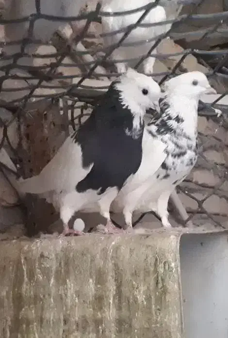 طوقی کلایی|پرنده|کرمان, |دیوار