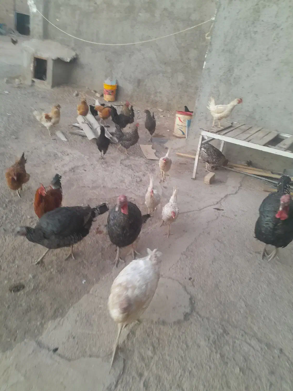 خروس مرغ بوقلمون|حیوانات مزرعه|بوژگان, |دیوار