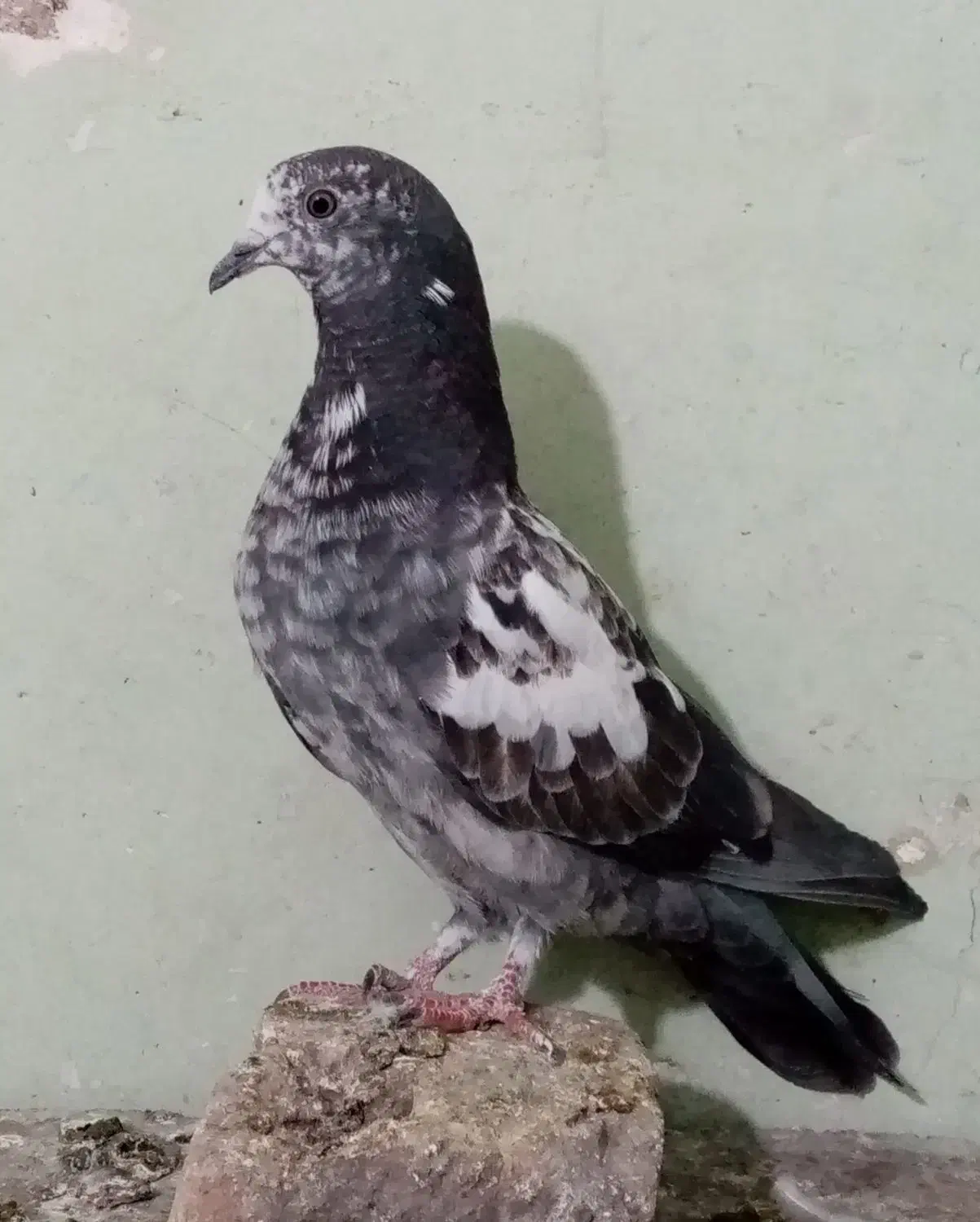 کفتر پرشی چند عدد و یک عدد نر مسافتی|پرنده|تهران, شهرک زینبیه|دیوار