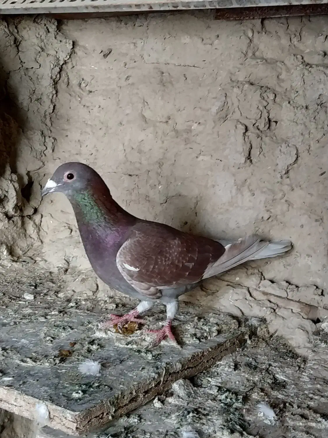 سرخ نر|پرنده|سراوان, |دیوار