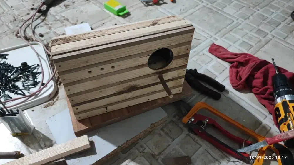 لونه پرنده میناب|لوازم جانبی حیوانات|میناب, |دیوار