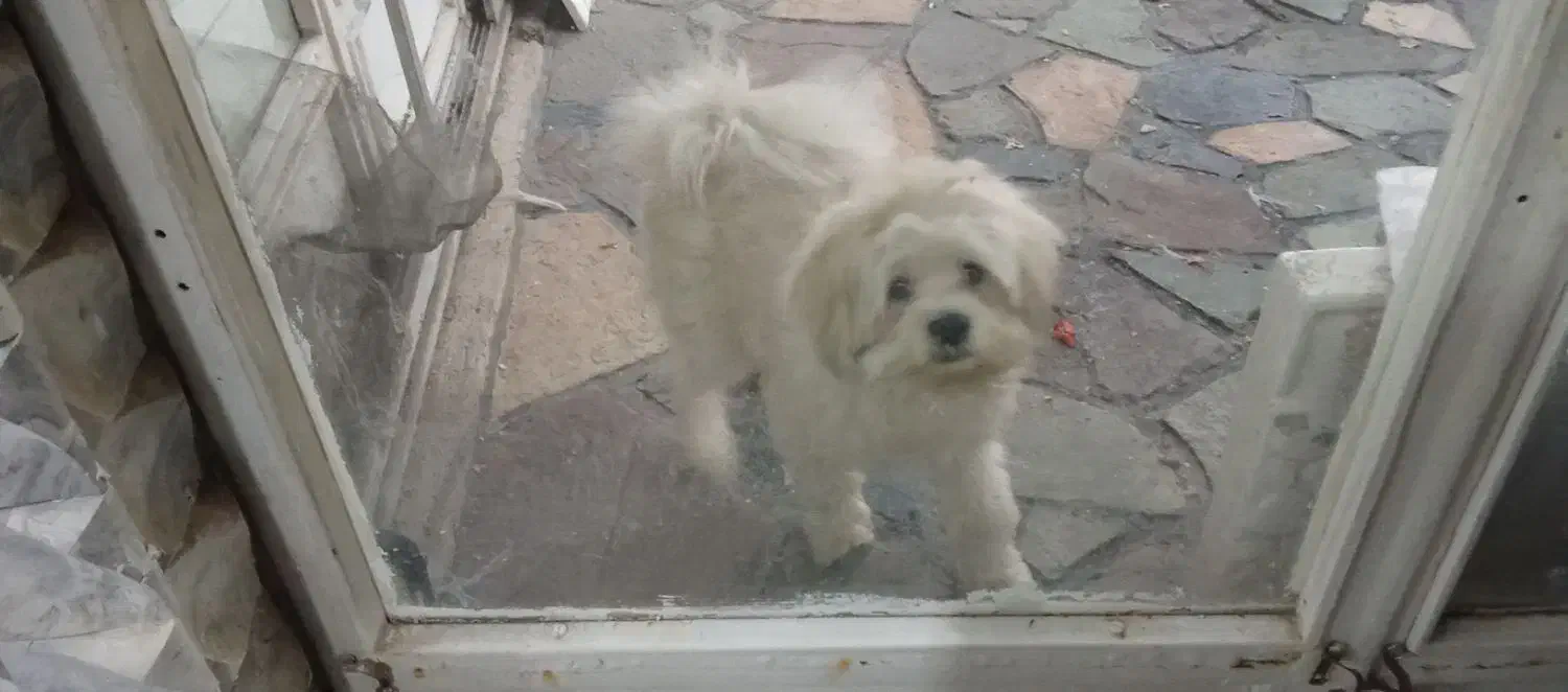 واگذاری سگ|سگ|بومهن, |دیوار