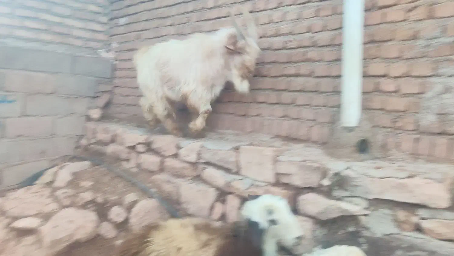 نربز|حیوانات مزرعه|پاپی, |دیوار