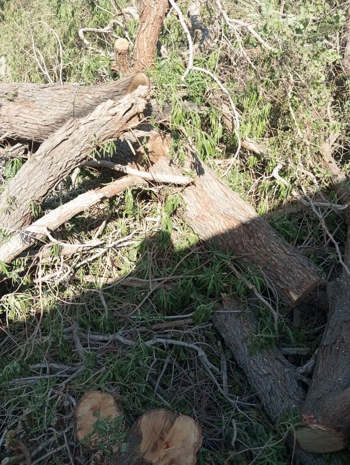 قطع درختان با اره برقی|خدمات باغبانی و درختکاری|ایرانشهر, |دیوار