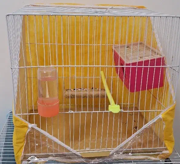 یک جفت مرغ عشق مولد دارن آغل گرم میکنن|پرنده|مشهد, شاهد (شهرک غرب)|دیوار