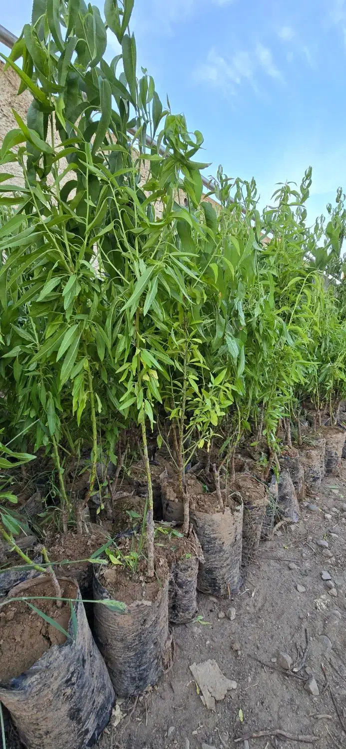 نهال بادام آماده کاشت و مقاوم به انواع بیماری|خدمات باغبانی و درختکاری|ملکان, |دیوار