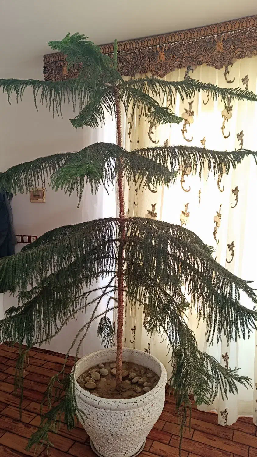 کاج مطبق سایز بزرگ|گل و گیاه طبیعی|مراغه, |دیوار