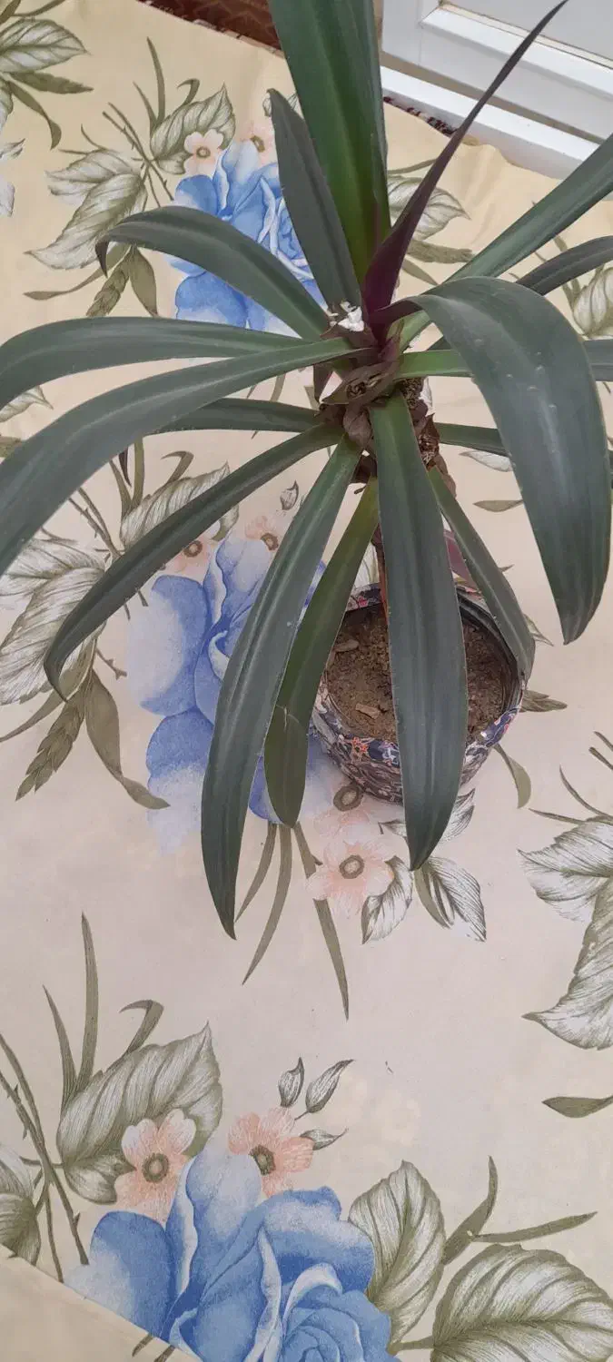 گل زیبا و سرحال|گل و گیاه طبیعی|کنگاور, |دیوار