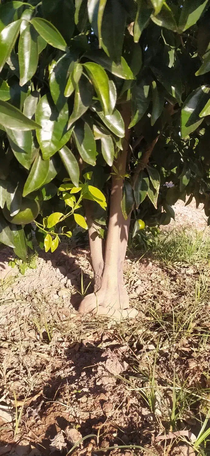 انجام هرس مرکبات در منازل و باغچه شهری|خدمات باغبانی و درختکاری|کازرون, |دیوار