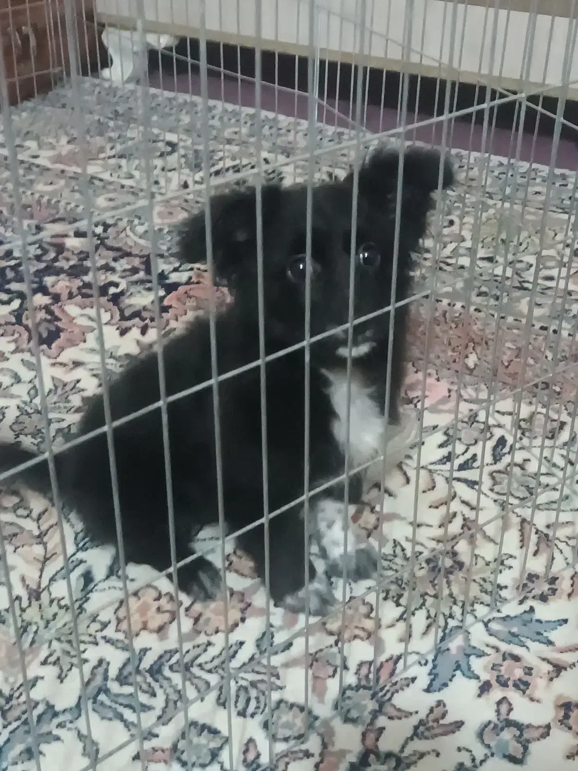 سگ پامر|سگ|ایرانشهر, |دیوار