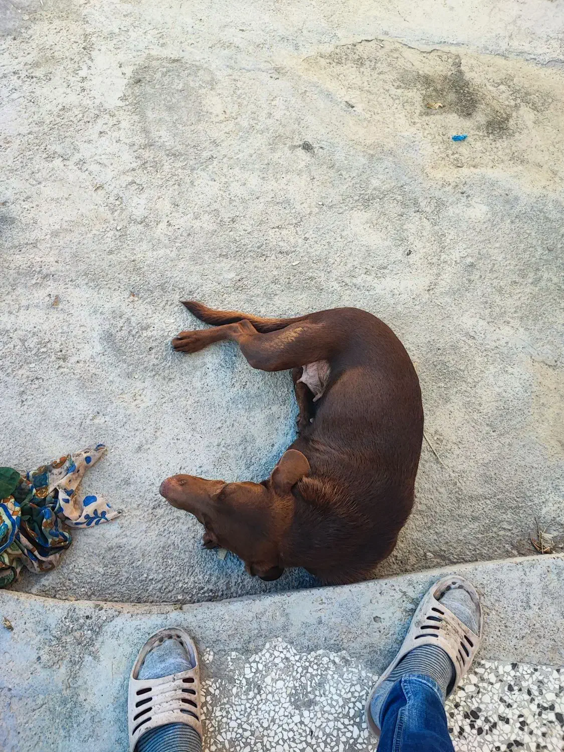 سگ دنبالی|سگ|کلاله, |دیوار